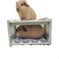 Jūrų kiaulytės Lova Mažo Gyvūno Hamsterio Dvigulė Lova Gyvenamoji Erdvė Miegoti mėlyna