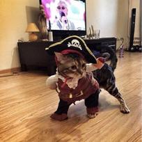 Piratų katės kostiumo maskuotė su pelerina