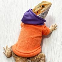 Rankų darbo driežlių drabužiai Odos apsauga Reptilijų apranga Mieli barzdotojo drakono gaubtučiai Keturis sezonus