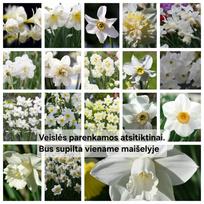 Svogūnėliai Baltų narcizų derinys - 20 vnt.