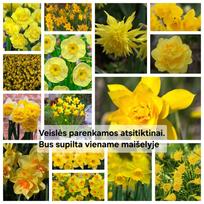 Svogūnėliai Geltonų narcizų derinys - 5 vnt.