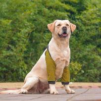Soft Dog Elbow Sleeves Cotton Pet Knee Pads Practical Dog Elbow Protector  For Puppy Dogs XL-Style 6