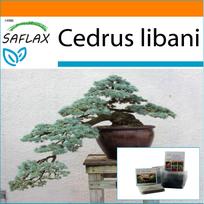 SAFLAX - Sodas maiše - Bonsai - Libano kedras - 20 sėklų - Su substratu tinkamame stovimame maišelyje - Cedrus libani
