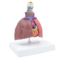 Respiratory System Anatomy Model Shows Details of Thyroid, Heart,Lungs 1 gray