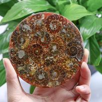 Natural Madagascar Snail Fossil Plate Feng Shui Ornaments Conch Slice Other Crystal Crafts for Home Decoration 11-13cm Comes with a base