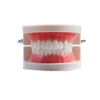 Kindergarten Oral Teaching Tooth Resin Model