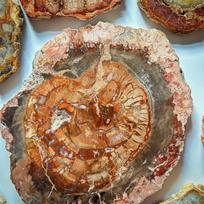 Natural Petrified Wood Slices Petrified Jade Raw Stone Slices Paleontological Fossilshome Office Tea coaster Ornaments (as the picture,10-50g)