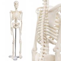KIYOMARU Simple Scale Full Body Skeleton Human Body Mini Skeleton Tabletop Movable Large Joints 1/4 Model, Model, Specimen, Size, Approx. 45cm,