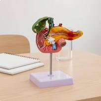 Digestive System Pathology Model Display Pancreas Duodenum Gallbladder Anatomically Accurate