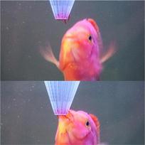 4Pcs Aquarium Red Worm Feeder Cone Feeding For Fish Tank Angel Fish Discus Fish balta