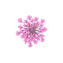 Women 100Pcs Pressed Dried Ammi Majus Flower Epoxy Resin Nail Craft DIY Phone Decor Manicure Art Decor rožinė raudona spalva