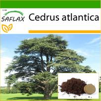 SAFLAX Šiaurės Afrikos atlaso kedras – 20 sėklų – Su vazoniniu substratu geresniam auginimui – Cedrus atlantica