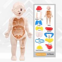 Human Body Anatomy Educational Toy Removable Organs Model for Primary School Kids Science Learning Interactive Teaching Aid One size