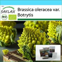 SAFLAX Dovanų rinkinys – Ekologiškas – Žiediniai kopūstai – Romanesco – 50 sėklų – Su dovanų dėžute, kortele, etikete ir vazono substratu – Brassica oleracea