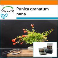 SAFLAX Sodas maiše - Bonsai - Nykštukinis granatas - 50 sėklų - Su substratu tinkamame stovimame maišelyje - Punica granatum nana