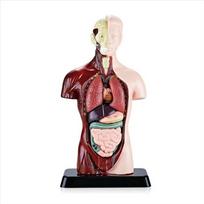 Construction Human Body Educational Prop DIY Mannequin Kid Skeleton Model  Kids Toys As shown