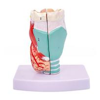 Life Size Human Throat Model Anatomy for Study Display Teaching Prop 1