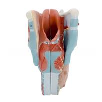 2x Enlarged Anatomical Larynx Model Detachable Human Throat Model Anatomy 1