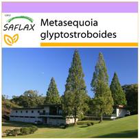 SAFLAX – Dawn Redwood – 60 sėklų – Metasequoia glyptostroboides