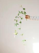 Dirbtiniai Dekoratyviniai Lapai Clematis Rotango Sienų Dekoracija Kabantys Žali Lapai Namų Interjeras Žalia Sienelė 1pc