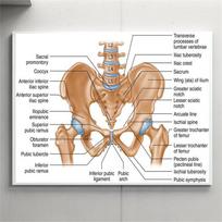 Žmogaus dubens anatomijos plakatas Detalus klubo sąnario struktūros diagramos Medicininės lentelės spaudiniai Švietimo sienos meno drobės tapyba 21X30CMNo Framed
