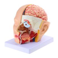Human Brain Anatomy Model Cerebral Artery Model, Head Brain Anatomical Model 1