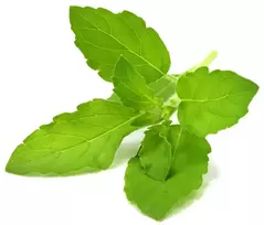 Click Grow „Click and Grow“ – išmaniojo sodo papildymo pakuotė, 3 vnt. – šventasis bazilikas/tulsi (SGR66X3)