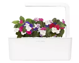 Click and Grow Smart Home 3 vnt. papildymas - sprigių sėklos (Busy Lizzie)