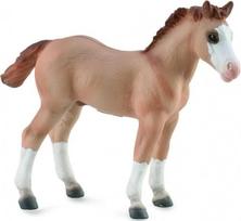 Raudonasis Dunas kumeliukas - Collecta