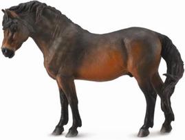 Baydatmoor ponis šiaurinis eržilas - Collecta