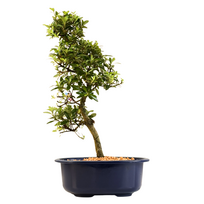 Žydintis Satsuki azalijos bonsai iš Japonijos P18 ,,Nasuno''