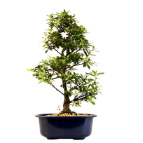 Žydintis Satsuki azalijos bonsai iš Japonijos P18 ,,Mio''