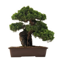 Juniperus Chinese Itoigawa kadagys ant uolos P33