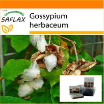 SAFLAX - Sodas maiše - Levant Cotton - 12 sėklų - Su substratu tinkamame stovimame maišelyje - Gossypium herbaceum