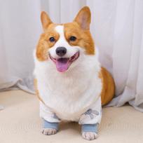 Šuns alkūnės apsauga: Medvilninė kojos sąnario mova Corgi – 4 vnt. S