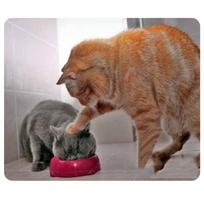 CAT-9 pelės kilimėlis mielas katės paveikslėlis neslystantis žaidimų pelės kilimėlis, skirtas asmeniniam kompiuteriui nešiojamam kompiuteriui CAT-7