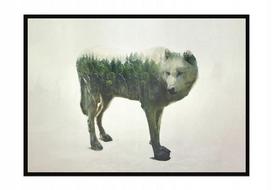 Obraz plakat w ramie 43x33 cm wilk p1201