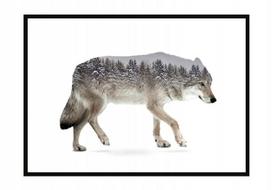 Obraz plakat w ramie 43x33 cm wilk p1200
