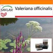 SAFLAX Sodas maiše - Paprastasis valerijonas - 200 sėklų - Su substratu tinkamame stovimame maišelyje - Valeriana officinalis
