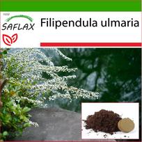 SAFLAX Meadowsweet – 500 sėklų – Su vazoniniu substratu geresniam auginimui – Filipendula ulmaria