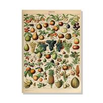 Retro Paleobios Augalų Plakatai Gyvūnas Gėlė Vabzdys Drugelis Grybai Drobė HD Paveikslai Sienų Menas Drobė Namų Kambario Dekorui 21cm×30cm NoFrame