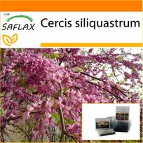SAFLAX - Sodas maiše - Meilužės medis - 60 sėklų - Su substratu tinkamame stovimame maišelyje - Cercis siliquastrum