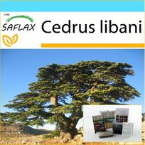 SAFLAX – Dovanų rinkinys – Libano kedras – 20 sėklų – Su dovanų dėžute, kortele, etikete ir vazono substratu – Cedrus libani