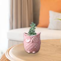 Gėlių vazonas Bonsai Pelėdos formos namų augalų konteineris lentyniniam sodo biurui