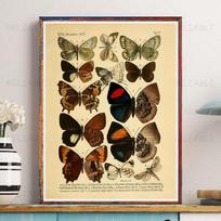 Senoviniai drugeliai Retro plakatų spaudiniai Retro vabzdžių antikvariniai iliustracijos drobės tapyba Sienų menas gyvenamojo kambario dekorui Cuadros 21cm×30cm No Frame