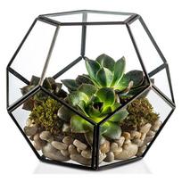 Dropshipping  Glass Geometric Terrarium Pentagon Planter Regular Brass for Home Garden Succulent Fern Moss Air Plants (rose gold,11*11*9cm) rožinio aukso spalvos