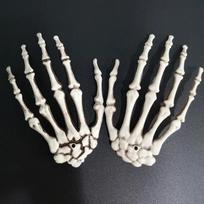 1 pora Helovino dekoravimo rekvizitų Helovino dekoracija Realistiško dydžio skeletų rankos Plastikinės žmogaus rankos kaulai Plastikinės rankos 15.5X10cm