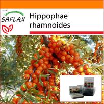 SAFLAX - Sodas maiše - Šaltalankis - 40 sėklų - Su substratu tinkamame stovimame maišelyje - Hippophae rhamnoides