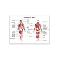 Muscles Of Body Chart Prints Human Anatomy Educational Poster Posters And Prints Of The Muscular System Medical Science Decor 21X30CMNo Framed