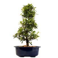 Žydintis Satsuki azalijos bonsai iš Japonijos P18 ,,Beniko"